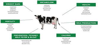 اهمیت مواد معدنی و ویتامین‌ها در تغذیه دام